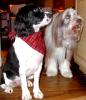 Chelsea and McDuff