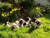 Puppies