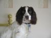 tilly