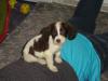 Penny Houdini Wizzer Turner