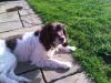 Pippa