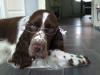 Jess