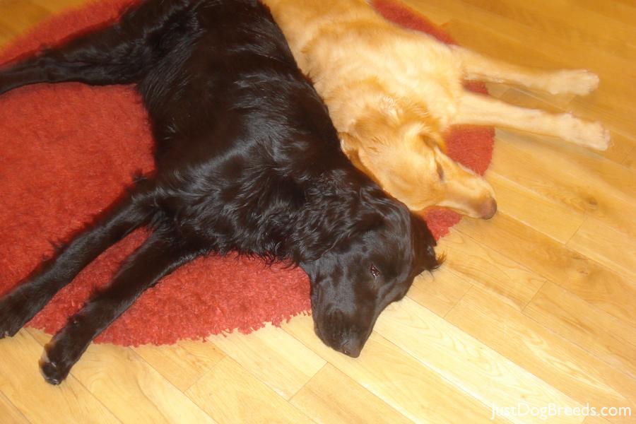 Callan with his poor brother  (no colour) Sunny