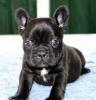 Poochie