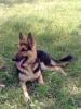 bruno