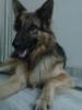 wolfy