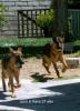 Juno and Hans
