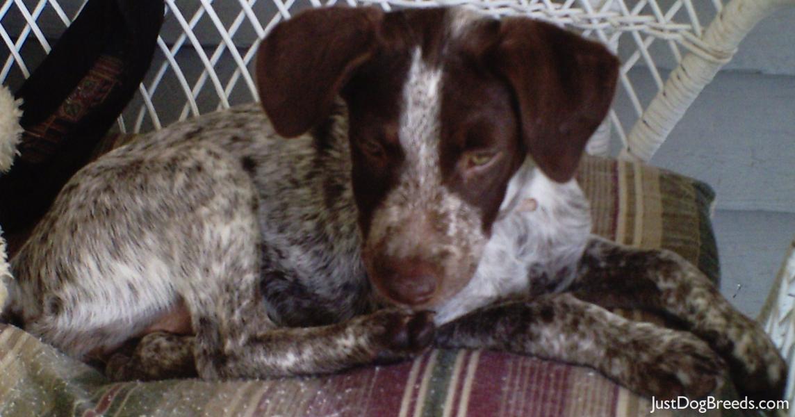 Mocha