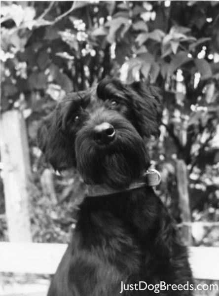 Emma of Birkett