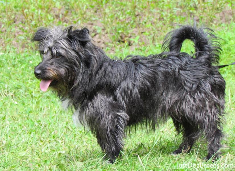 Blacky