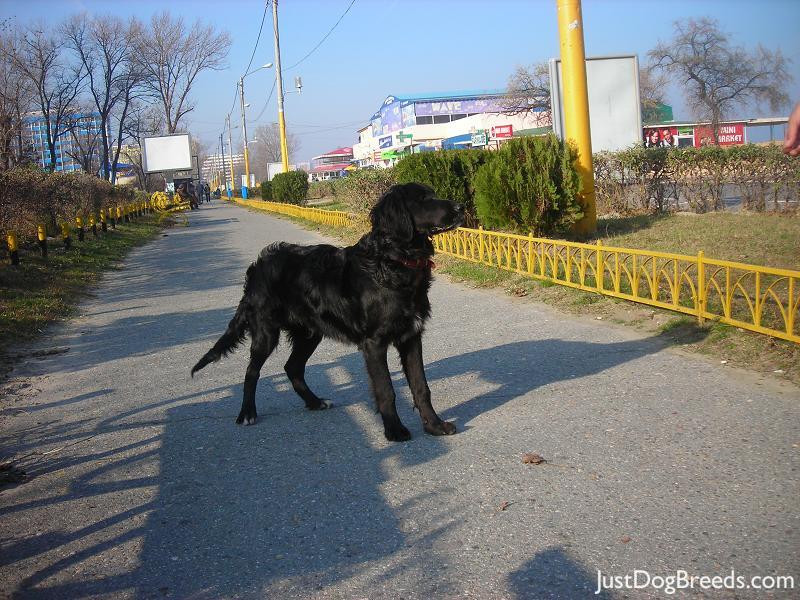 Max