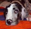 Bessie
