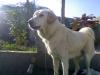 daizy