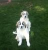 Dallas and Slate