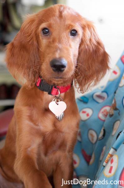 Zoe