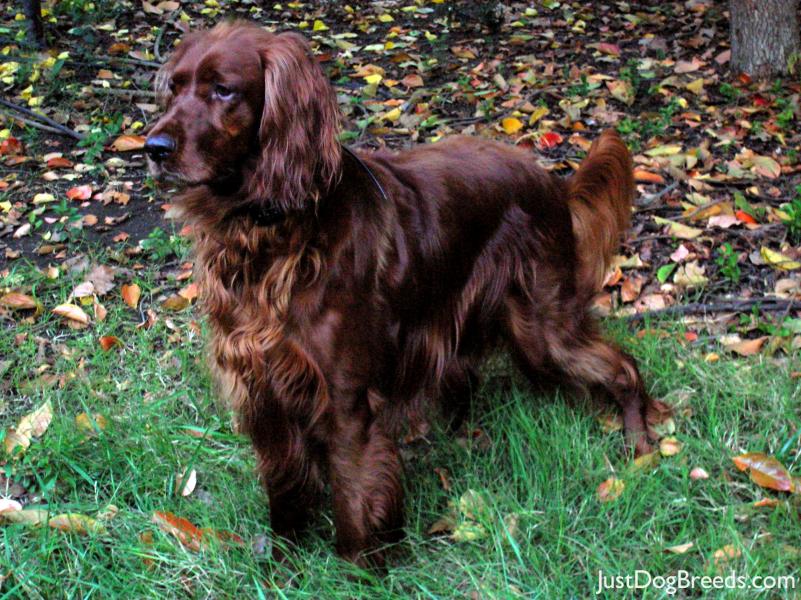 Bailey