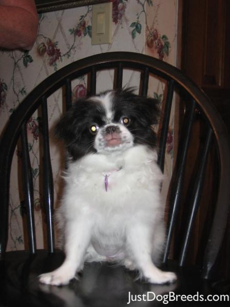 Sophie