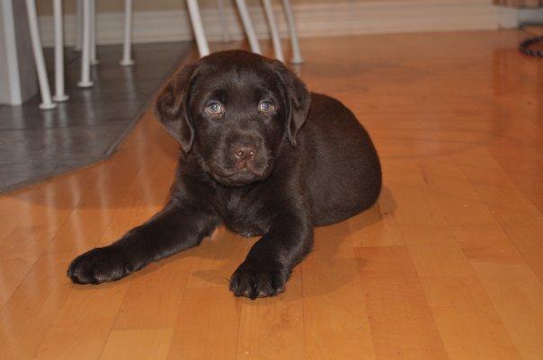 Brody