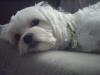 Buster