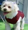 Max the super dog