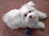 Toby