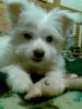 Tia