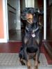 the dogfather