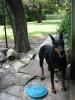 Sheba