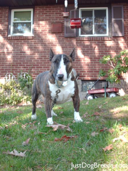 Sherman