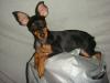 Toby