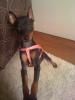 Izzy