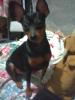 Chuck Bartowski