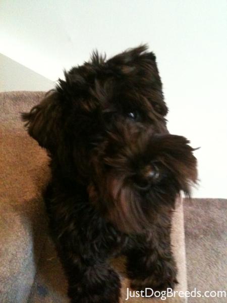 Daisy