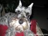 Sofie