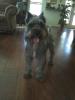 Roki wedgeworth clevenger