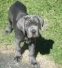 Bronson