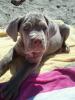Athena