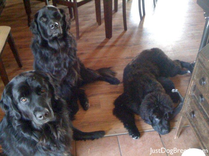 Bran, Llyr and Boudica