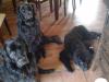 Bran, Llyr and Boudica