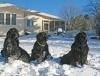 Nellie, Murphy, Tucker and Moby the puppy