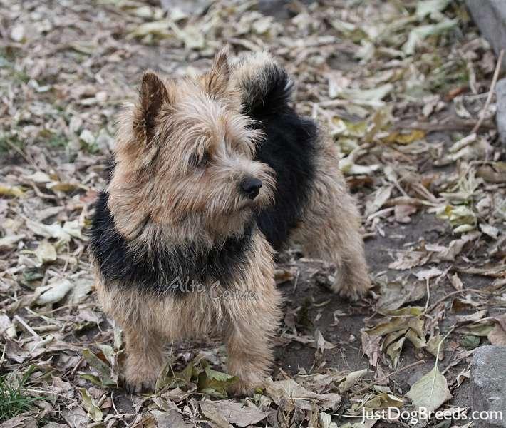 Alta Carya FCI DOBRA NASZA
