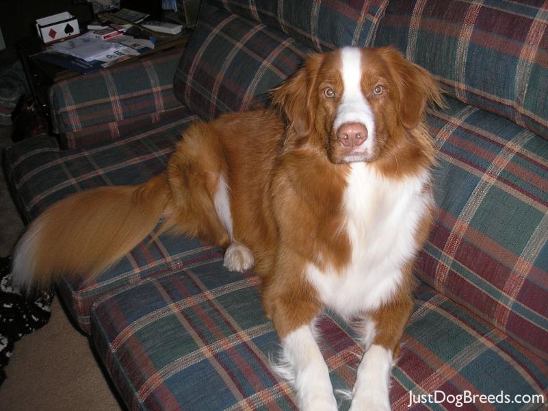 Remington