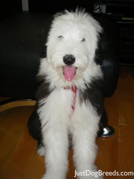 Maximus