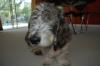Baxter