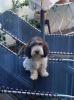 Kaxi
