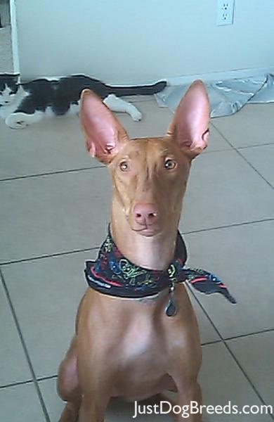 Zira