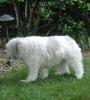 Sheba