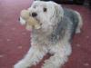 Tess