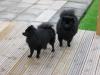 Lucy & Diesel