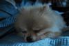 Samson